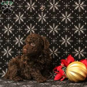 Ulannie, Toy Poodle Puppy
